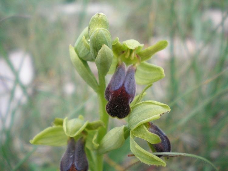 orchidee del perugino